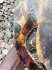 Trachemys scripta elegans