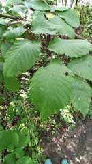 Ulmus laevis