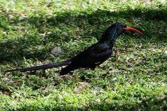 Phoeniculus purpureus