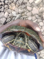 Trachemys scripta elegans