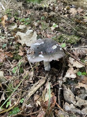 Amanita excelsa