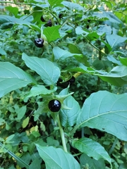 Atropa belladonna