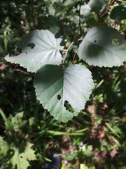 Betula pubescens