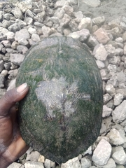 Trachemys scripta elegans