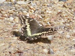 Papilio palamedes