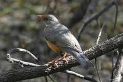 Turdus libonyana