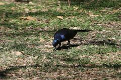 Lamprotornis australis