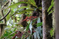 Alpinia