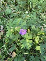 Geranium wlassovianum