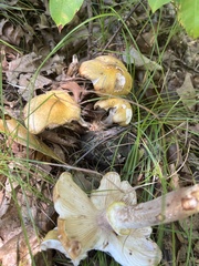 Gymnopilus luteus