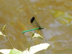 Calopteryx dimidiata