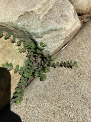 Euphorbia prostrata