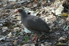 Pternistis adspersus