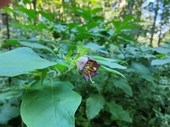 Atropa belladonna