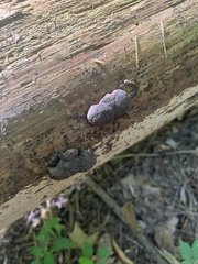 Tubifera ferruginosa