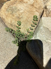 Euphorbia prostrata