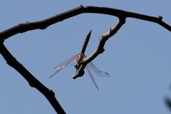 Trithemis