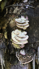 Trichaptum biforme