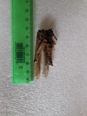 Locusta migratoria