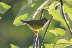 Geothlypis philadelphia