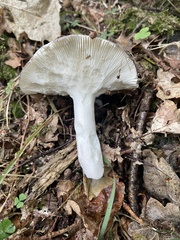 Amanita excelsa