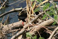 Zapornia flavirostra