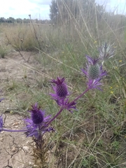 Eryngium leavenworthii