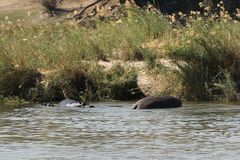 Hippopotamus amphibius