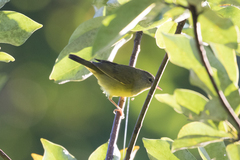 Geothlypis philadelphia
