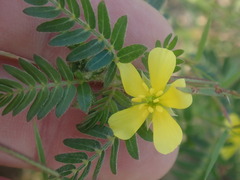 Tribulus terrestris