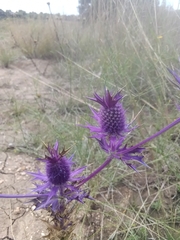 Eryngium leavenworthii