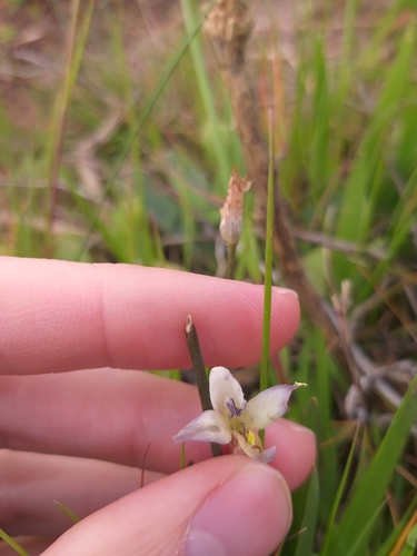 Sparaxis parviflora