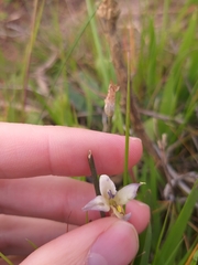 Sparaxis parviflora
