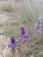 Eryngium leavenworthii