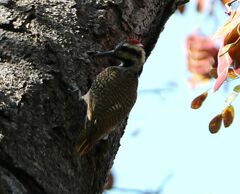Chloropicus namaquus