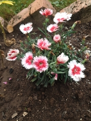 Dianthus chinensis