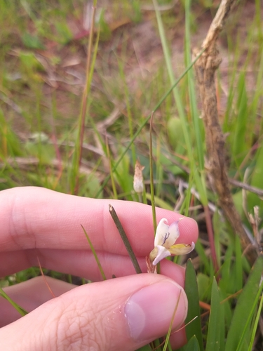 Sparaxis parviflora