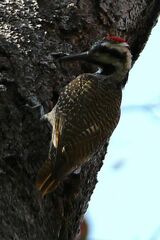 Chloropicus namaquus