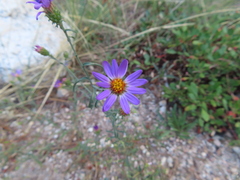 Dieteria canescens