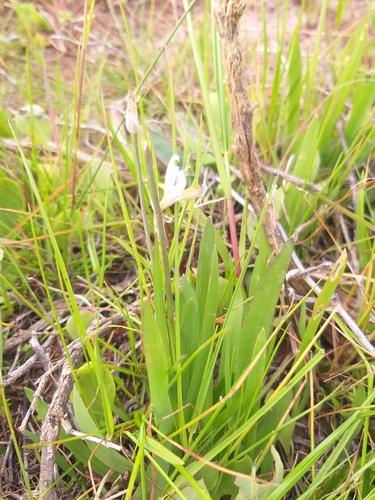 Sparaxis parviflora