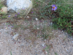 Dieteria canescens