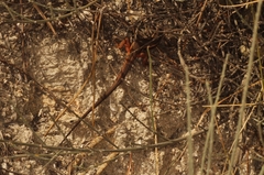 Psammodromus algirus