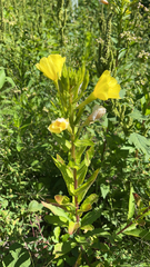 Oenothera