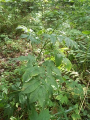 Chaerophyllum aromaticum