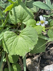 Viola canadensis