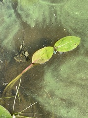 Potamogeton natans