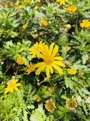 Euryops