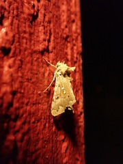 Autographa corusca