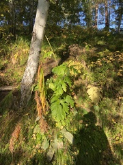 Heracleum dissectum