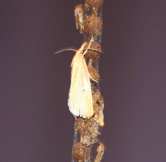 Eoreuma densellus